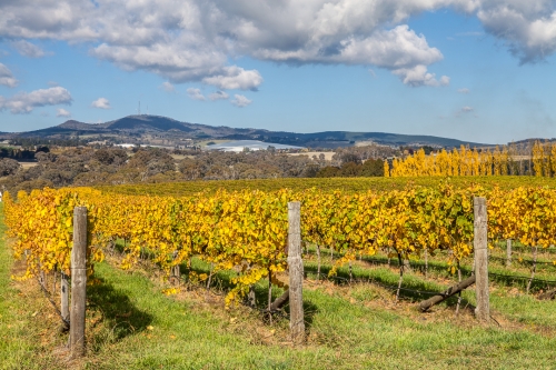 Autumn Vines